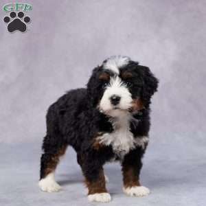 Blake, Mini Bernedoodle Puppy